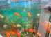 A selection of Gold Fish for sale