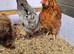 X2 Hybrid Hens