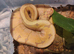 Royal python babies for sale cb26