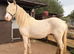 Big cremello filly
