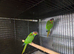 Pair of blue throated conures