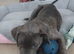 Cane Corso mixed with a Presa Canario