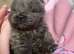 Chow Chow Puppies
