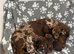 Kennel Club Mini Dachshunds