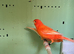 Canaries for sale