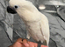 Friendly Baby HandReared Super Tame Cuddly Umbrella Cockatoo Parrot