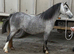 Top class 2 year old filly