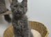 Maine coon kitten