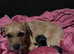 Red grizzle border terrier puppies