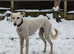 Beautiful cream 3 year old bitch (intact)
