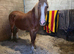 broodmare