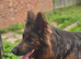 German shepherd bitch