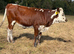 Hereford x cow with heifer calf at foot and a hereford x Heifer