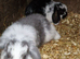 Mini lops