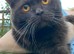 British black pedigree kitten