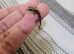 Mourning geckos