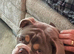 Male English bulldog