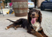 Beautiful cocker spaniel girl