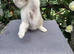 Full Britishshort kittens olny 1 boy ready now