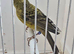 BEAUTIFUL COCK GOLD LIZARD CANARY