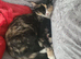 Calico female