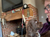 Chocolate spaniels 7 week ols