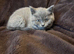 Health tested BSH kittens