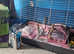 Beautiful set up for a bunny princess