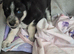 Siberian husky puppies