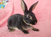 Baby mini rex for sale