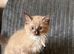 Beautiful sepia and blue point ragdolls available now