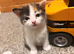 6 Beautiful Kittens