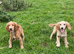 Golden Cocker Spaniels