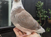 Young fancy pigeons available!