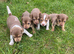 Stunning chocolate mini Jack Russells