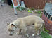 American bully