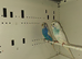 Breeding pair budgies