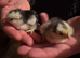 Beautiful pekin bantam chicks day olds unsexed black mottled blue lovley healthy chickens