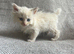 Beautiful Persian Kittens Looking for Their Forever Homes