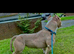 ABKC AMERICAN BULLY POCKET CLASS PUPPIES