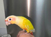 3 Hand Reared Silly Tame Green Cheek Conures
