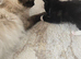 Stunning Ragdoll Cross Kittens