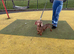 Stud only Isabella dachshund!!!