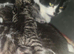 5 Siberian Kittens - 1 Reserved