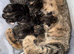 Female bengal kitten