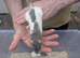 Beautiful rex rats