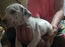 Stunning pure bred Dalmatian pups