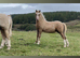 welsh A colt foal