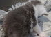 Light grey /white tortoise shell female kitten