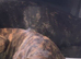 Rehoming our beautiful presa canario